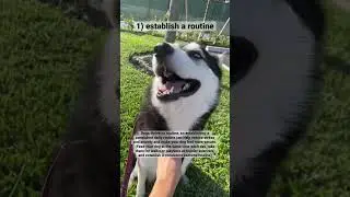 Three SIMPLE Things Any Dog Owner Can Do to Improve the Quality of Their Dog's Life