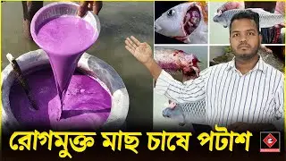 রোগমুক্ত মাছ চাষে পটাশ প্রয়োগ || মাছের পুকুরে জীবানুনাশক প্রয়োগ || পুকুরে BKC প্রয়োগ