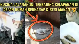 Kucing Jalanan Terbaring Kelaparan di Depan Rumah Orang Berharap Diberi Makan #shorts