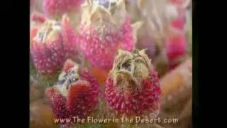 Writing From The Heart- The Flower In The Desert