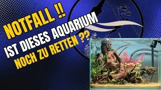 UNIVERSUMSCHLEIMALARM🚨🚨- Ist dieses Aquarium NOCH ZU RETTEN😱???