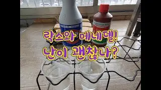 뒤늦게 알게된 락스의 살균 효과