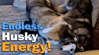 Daily Life with Two Huskies | Endless Husky Energy on Loop 🐾 Tired Yet? They&rsquo;re Not.