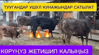 ЖЕТИШИП КАЛЫҢЫЗ ЖАКШЫ УЙЛАР КУНАЖЫНДАР ЧЫКТЫ САТУУГА КӨРҮҢҮЗ ЧҮЙ ОБЛУСУ БЕЛОВОДСКИЙДЕ ДОСТАВКА БАР ✅