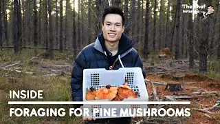 Foraging And Cleaning Saffron Milk Caps