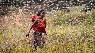 The Locust Plague Disasters Documentary