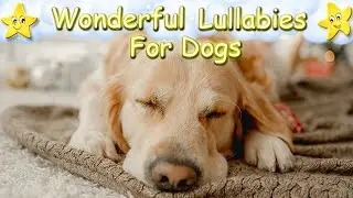 Relaxing Music For Your Dog And Puppy ♫ Calm Your Dogs Instantly