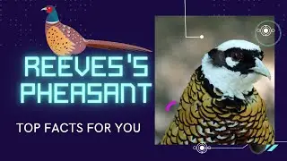Reeves's Pheasant facts 🦜 endemic to China 🇨🇳 Guinness Record longest natural tail feather 🪶 🏆