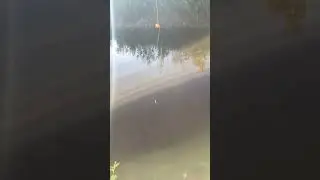 Catching mosquito fish at the creek