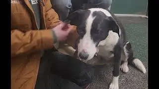 Jet Pet