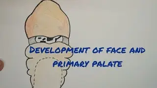 Development of face and primary palate - in English