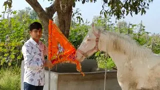 #horse #viral #shorts #short #video #pavan #trending #youtube #new #music