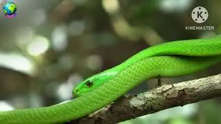 Top 10 most endangered animals in the Amazon