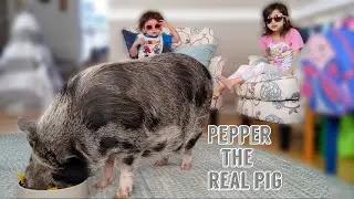 Piggy doing tricks and eating breakfast | GraceTimeLI Vlog |