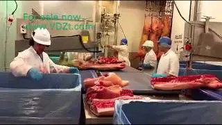 Primal Cutting Line for Pigs