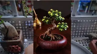 Creating an S-curve Jade Plant Shape #PlantCare #LivingWithPlants #SucculentCare #HomeGardening 
