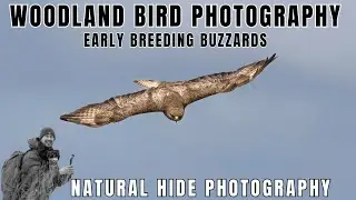Woodland Bird Photography | Breeding Buzzards & Spring Birds using a Natural Hide | UK Wildlife Vlog