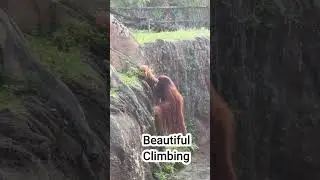 Bornean Orangutan | wild animal beautiful climbing #shorts #youtubeshorts  #ytshorts