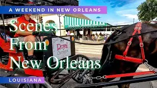 Random Scenes from New Orleans