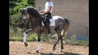 PRE  - Andalusian stallion , 2019 , High School trained , May 2024 video