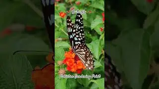 Butterfly HD slow motion | Pakistan Gardening Point | YouTube Gardening | Money Plant Variety | Rose
