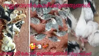 Fayomi native chicken and hedgehog chicken for sale