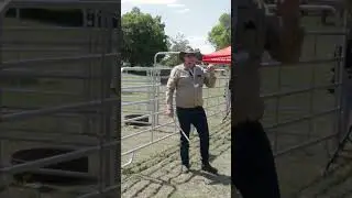 Selecting cattle for functional efficiency