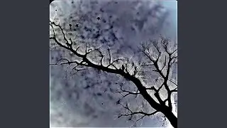 Nervous Memories