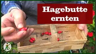 Hagebutten ernten