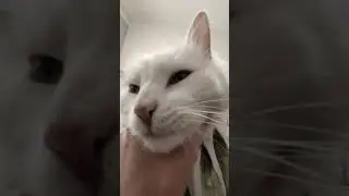 Doc is always in need of a pat #cat #animals #pets