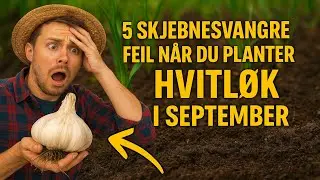 5 skjebnesvangre feil når du planter hvitløk i september ❌ Sjekk om du gjør dem, ellers får du inge