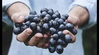 BODEGAS FAMILIARES MATARROMERA
