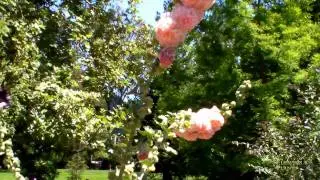 Alcea ( Hollyhocks )