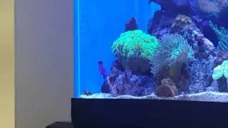 Black cap basslet sand spitting