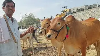 Red colour Bulls Prices in Devarakadra | Oxen prices