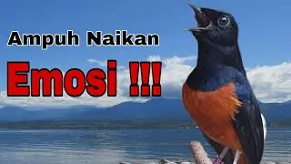 PANCINGAN MURAI BATU PALING AMPUH NAIKAN EMOSI LAWAN SEKETIKA BIKIN GACOR BONGKAR MATERI
