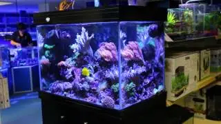 Grosvenor Tropicals reef display aquariums