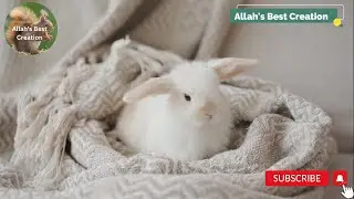 Most Funny, Cute and Beautiful Baby Animals Video in 2022 (Allah&rsquo;s Best Creation) Baby Animals Video