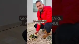 Helleborus infloreste iarna. Gradini moarte vs gradini gandite.