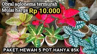 Promo hemat 10k 7pot 100k❗ Pusat aglonema murah lokalan #tanamanhias 