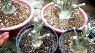 ll How to prune adenium to get multiple branches ll  अडेनियम में ज्यादा ब्रांचेस कैसे लाएं ll