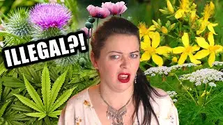 5 Illegal Plants in Ireland (including native species!!!)