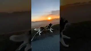 Running with husky.. #shorts