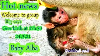 Big congrat ! Monkey Abi give birth success with a cute baby monkey boy that name Alba monkey