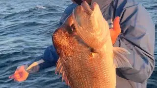 AFTERNOON SNAPPER FISHING!! GOLD COAST AUSTRALIA🎣
