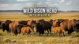 The Last Stand of America's Wild Bison