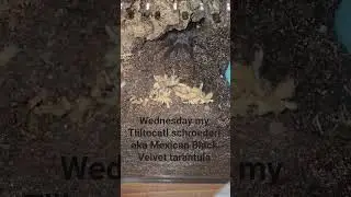 Wednesday:) #fypシ #tarantula  #spider #mexican #enclosure  #tarantulacribs