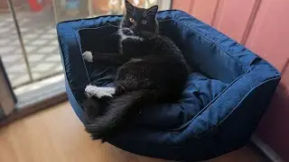 Каучсерфинг со всеми моими котами