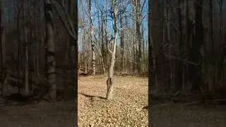 Asian pear tree