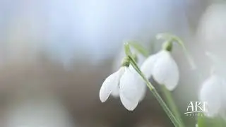 Snowdrop folded, Tract Kholodnyi Yar, Ukraine